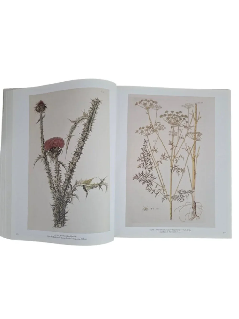 N/A description garden